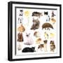 Collage of Different Pets Isolated on White-Yastremska-Framed Photographic Print