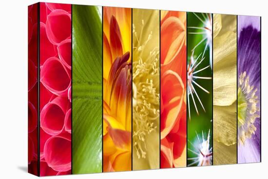 Collage of Flowers in Stripes-YellowPaul-Stretched Canvas