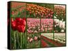 Collage of Spring Flowering Tulips.-Hannamariah-Stretched Canvas