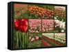 Collage of Spring Flowering Tulips.-Hannamariah-Framed Stretched Canvas