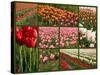 Collage of Spring Flowering Tulips.-Hannamariah-Stretched Canvas