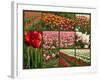 Collage of Spring Flowering Tulips.-Hannamariah-Framed Photographic Print