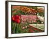 Collage of Spring Flowering Tulips.-Hannamariah-Framed Photographic Print