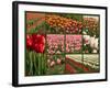 Collage of Spring Flowering Tulips.-Hannamariah-Framed Photographic Print