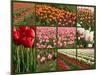 Collage of Spring Flowering Tulips.-Hannamariah-Mounted Photographic Print