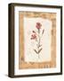 Collage of the Flower Ragged Robin-Hope Street Designs-Framed Giclee Print