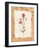 Collage of the Flower Ragged Robin-Hope Street Designs-Framed Giclee Print