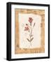 Collage of the Flower Ragged Robin-Hope Street Designs-Framed Giclee Print