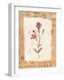 Collage of the Flower Ragged Robin-Hope Street Designs-Framed Giclee Print