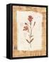 Collage of the Flower Ragged Robin-Hope Street Designs-Framed Stretched Canvas