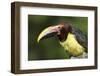 Collared Aracarai (Pteroglossus Torquatus)-Lynn M^ Stone-Framed Photographic Print