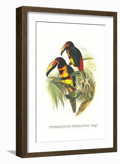 Collared Aracari-John Gould-Framed Art Print