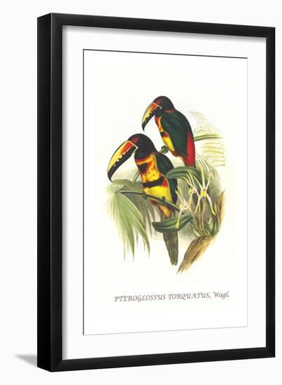 Collared Aracari-John Gould-Framed Art Print