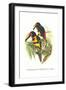 Collared Aracari-John Gould-Framed Art Print