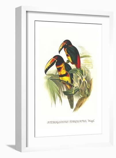 Collared Aracari-John Gould-Framed Art Print