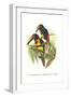 Collared Aracari-John Gould-Framed Art Print