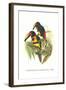 Collared Aracari-John Gould-Framed Art Print