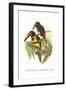 Collared Aracari-John Gould-Framed Art Print