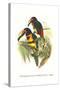 Collared Aracari-John Gould-Stretched Canvas