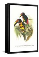 Collared Aracari-John Gould-Framed Stretched Canvas