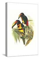 Collared Aracari-John Gould-Stretched Canvas