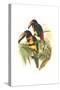 Collared Aracari-John Gould-Stretched Canvas