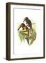 Collared Aracari-John Gould-Framed Art Print