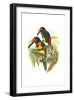 Collared Aracari-John Gould-Framed Art Print