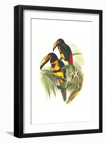 Collared Aracari-John Gould-Framed Art Print