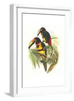 Collared Aracari-John Gould-Framed Art Print