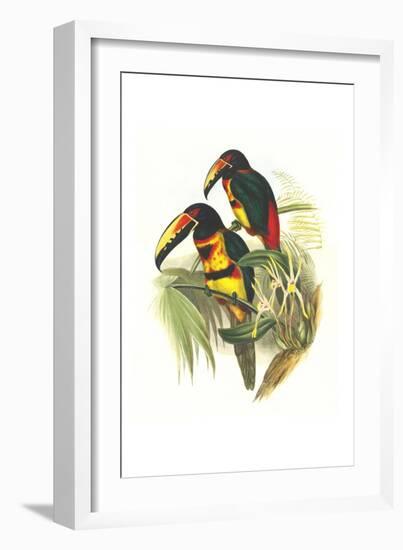 Collared Aracari-John Gould-Framed Art Print