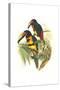 Collared Aracari-John Gould-Stretched Canvas