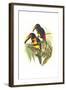 Collared Aracari-John Gould-Framed Art Print