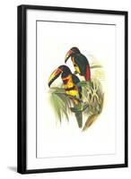 Collared Aracari-John Gould-Framed Art Print