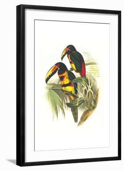 Collared Aracari-John Gould-Framed Art Print