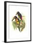 Collared Aracari-John Gould-Framed Art Print