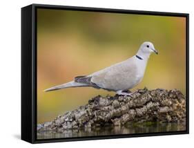 Collared Dove at Water's Edge, Alicante, Spain-Niall Benvie-Framed Stretched Canvas