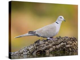 Collared Dove at Water's Edge, Alicante, Spain-Niall Benvie-Stretched Canvas