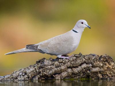 https://imgc.allpostersimages.com/img/posters/collared-dove-at-water-s-edge-alicante-spain_u-L-Q10O5AK0.jpg?artPerspective=n
