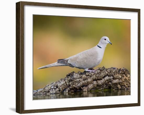 Collared Dove at Water's Edge, Alicante, Spain-Niall Benvie-Framed Photographic Print