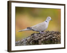 Collared Dove at Water's Edge, Alicante, Spain-Niall Benvie-Framed Photographic Print