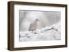 Collared Dove (Streptopelia Decaocto) Perched on a Snow Covered Branch, Perthshire, Scotland, UK-Fergus Gill-Framed Photographic Print