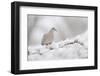 Collared Dove (Streptopelia Decaocto) Perched on a Snow Covered Branch, Perthshire, Scotland, UK-Fergus Gill-Framed Photographic Print