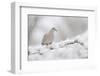 Collared Dove (Streptopelia Decaocto) Perched on a Snow Covered Branch, Perthshire, Scotland, UK-Fergus Gill-Framed Photographic Print