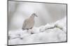 Collared Dove (Streptopelia Decaocto) Perched on a Snow Covered Branch, Perthshire, Scotland, UK-Fergus Gill-Mounted Photographic Print