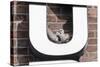 Collared Doves (Streptopelia Decaocto) Nesting in Letter U of Neon Advertising Sign-Konrad Wothe-Stretched Canvas
