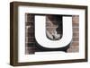 Collared Doves (Streptopelia Decaocto) Nesting in Letter U of Neon Advertising Sign-Konrad Wothe-Framed Photographic Print