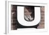 Collared Doves (Streptopelia Decaocto) Nesting in Letter U of Neon Advertising Sign-Konrad Wothe-Framed Photographic Print