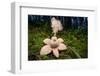 Collared earthstar dispersing spores, Peak District, Derbyshire-Alex Hyde-Framed Photographic Print