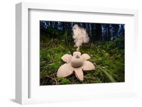 Collared earthstar dispersing spores, Peak District, Derbyshire-Alex Hyde-Framed Photographic Print